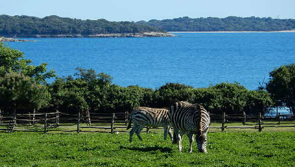 carwiz-national-park-brijuni-croatia-safari